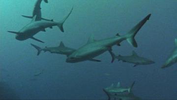 Joel West, Dax Miller in Blood Surf (2000) Shirtless Butt Sexy 23098