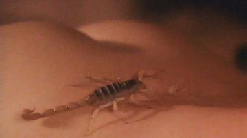 Sexiest Scorpion Scenes Weird And Wild Animal Animals 890