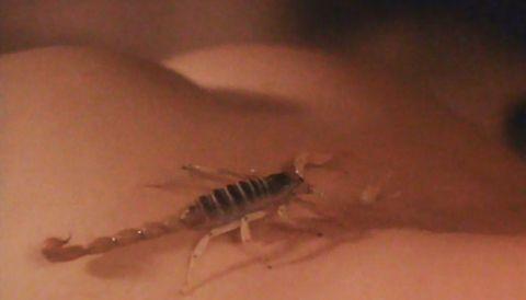 Sexiest Scorpion Scenes Weird And Wild Animal Animals 890