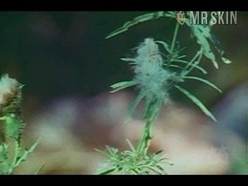 Misty Rowe in Hitchhikers (1972) Breasts Breasts Underwear 186860