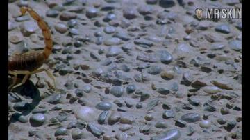 Soledad Miranda in Vampyros Lesbos (1970) Breasts Breasts Bush 243462