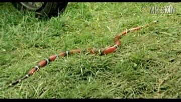 Davorka Tovilo in Zwei zum Fressen gern (2006) Breasts Breasts 201115