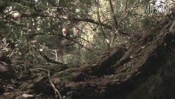 Dominique Davalos in Stump the Band (2006) Breasts Breasts Thong* 209683