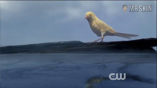 Hottest Caity Lotz Scene in Arrow. Underwear. 235682